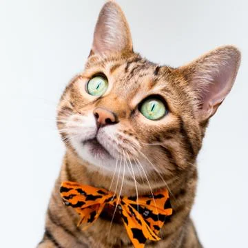 Halloween cat on white background Stock Photos