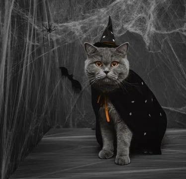 Halloween cat in a wizard or witch costume on a dark gray background. British Stock Photos