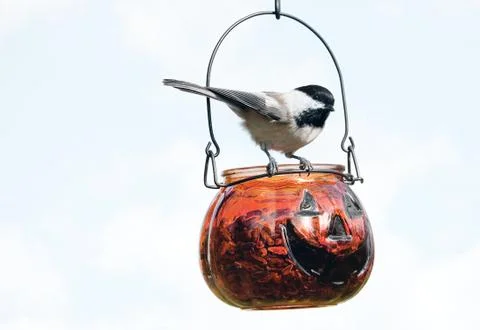 Halloween chickadee. Stock Photos