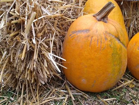 Halloween composition of orange pumpkins close up Stock Photos