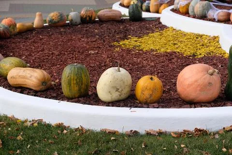 Halloween decorations from pumpkins. Stock Photos