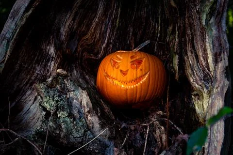Halloween design with pumpkins. Stock Photos