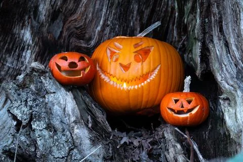 Halloween design with pumpkins. Stock Photos