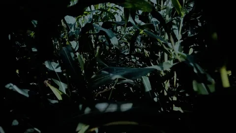 Halloween desperate escape through cornfield at night. Stock Footage