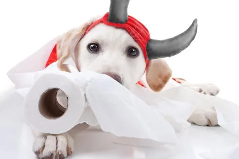 Halloween Devil Dog Foto stock