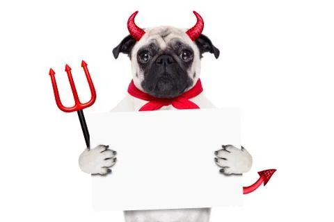 Halloween devil dog Stock Photos