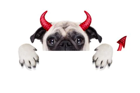 Halloween devil dog Foto stock
