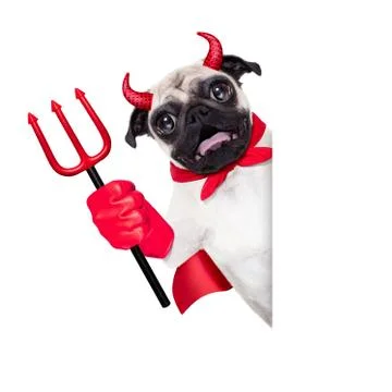 Halloween devil dog Foto stock