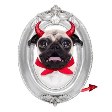 Halloween devil dog Foto stock