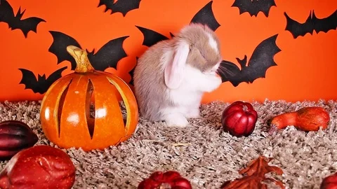 Halloween DIY decor background with rabbit pumpkin bat Stock Footage 97162960