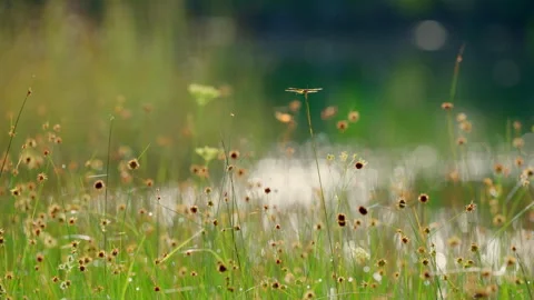 Halloween Dragonfly Stock Footage 273189827