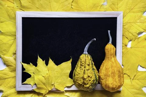 Halloween flat layout. Two pumpkins on background of maple leaves. Stock Photos