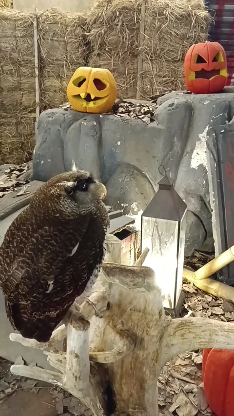 Halloween Stock Footage 219667667