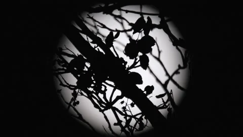 Halloween Full Moon - Spooky Dark Twigs And Bugs Silhouette Stock Footage 160336133
