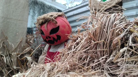 Halloween ghost behind a haystack whose head is made of pumpkins Stock Footage 219887075