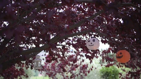 Halloween lanterns are hung from a tree. POV shot, walking. Stock Footage