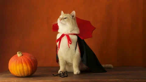 Halloween magic, a cat in a vampire costume and a pumpkin Stock Footage 249936629