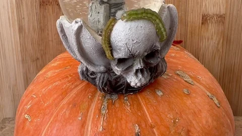 Halloween objects. Cristal  ball with skull, mummy, caterpillar and pumpkin 스톡 동영상 211389207