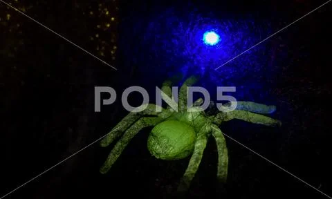 Halloween Stock Photos