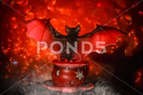 Halloween Stock Photos