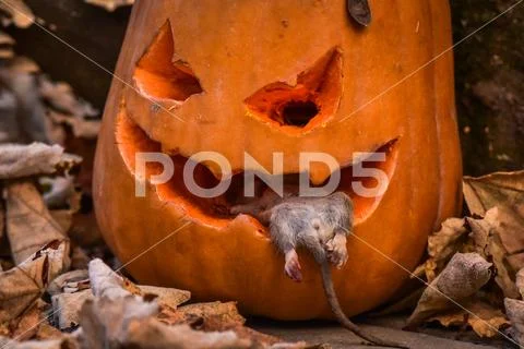 Halloween Stock Photos