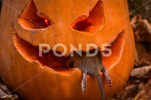 Halloween Stock Photos