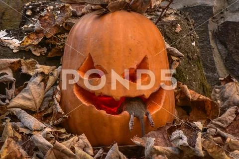 Halloween Stock Photos