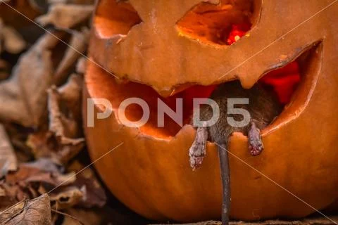 Halloween Stock Photos