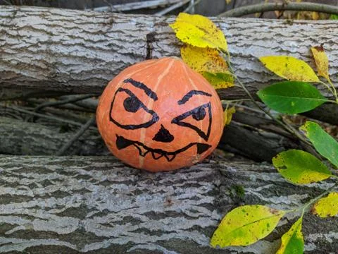 Halloween pumpkin between two tree trunks and colored autumn leaves 스톡 사진
