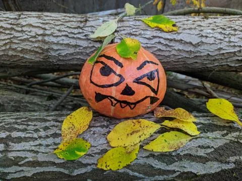 Halloween pumpkin between two tree trunks and colored autumn leaves Fotos Stock