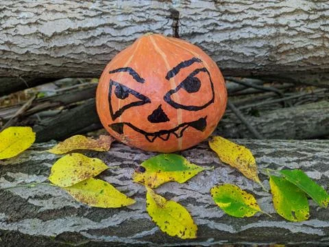 Halloween pumpkin between two tree trunks and colored autumn leaves Stock Photos