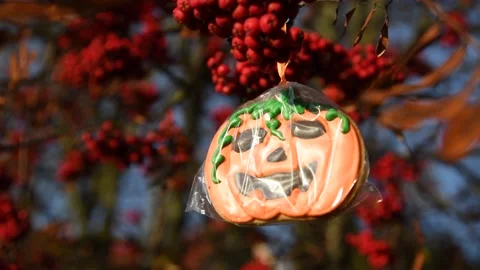 Halloween pumpkin cookie on rowan tree branch Stock Footage 219884611