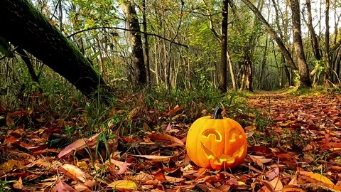 A Halloween pumpkin in the enchanted forest Stock Footage 319700457