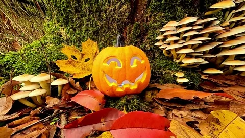 A Halloween pumpkin in the enchanted forest Stock Footage 320389294