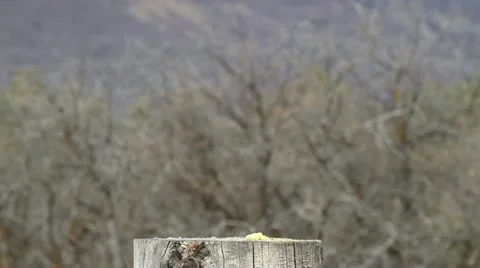 Halloween pumpkin explodes reverse HD 0320 Vídeos de archivo 12719891