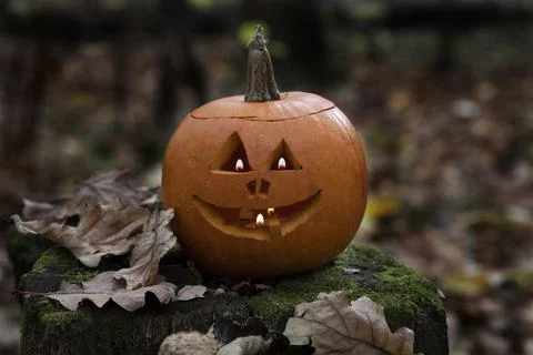 Halloween pumpkin in forest Stock Photos