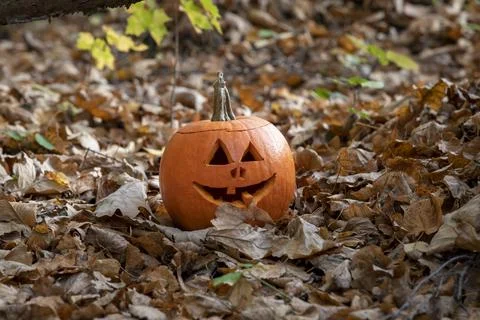 Halloween pumpkin in forest Stock Photos