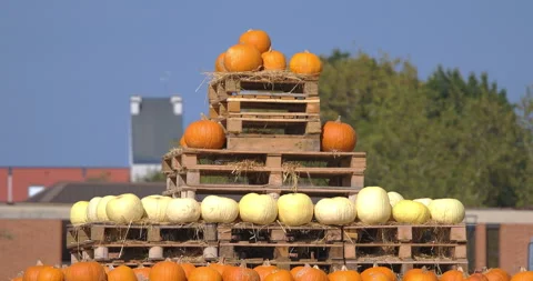 Halloween Pumpkin Patch 2026 Stock-Footage 348948010