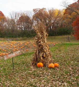 Halloween pumpkin patch field Stock Photos