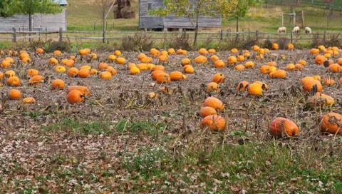 Halloween pumpkin patch field Stock Photos