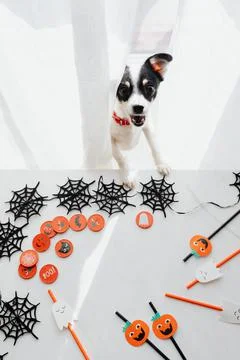 HALLOWEEN PUMPKIN Stock Photos