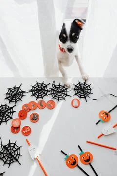 HALLOWEEN PUMPKIN Stock Photos