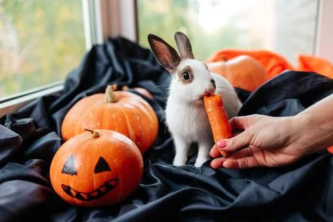 Halloween pumpkin, white rabbit eats a carrot Stock Photos