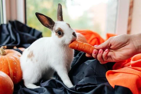 Halloween pumpkin, white rabbit eats a carrot Stock Photos