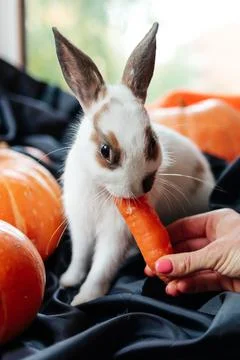 Halloween pumpkin, white rabbit eats a carrot Stock Photos