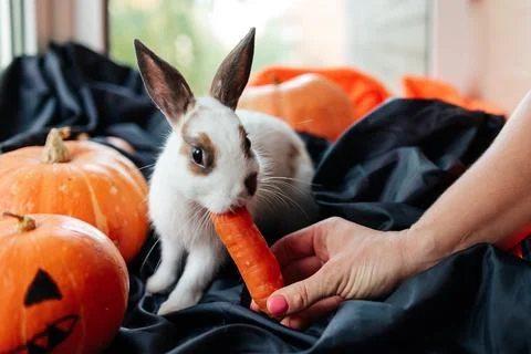 Halloween pumpkin, white rabbit eats a carrot Foto stock