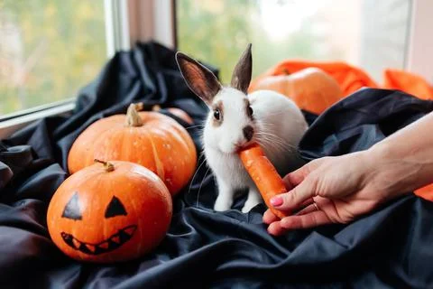 Halloween pumpkin, white rabbit eats a carrot Stock Photos
