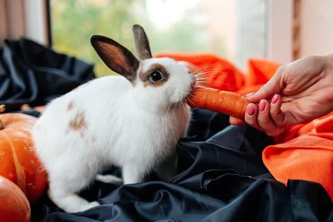 Halloween pumpkin, white rabbit eats a carrot Stock Photos