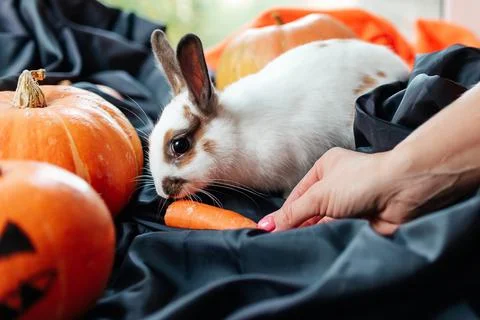 Halloween pumpkin, white rabbit eats a carrot Stock Photos