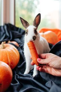 Halloween pumpkin, white rabbit eats a carrot Stock Photos